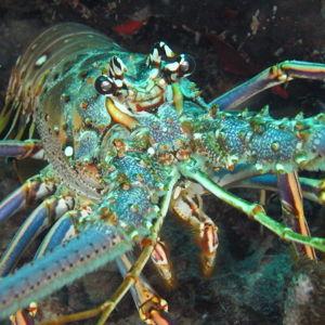 Honeymoon lobster diving excursion