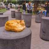 Kennedy Park (cat park)