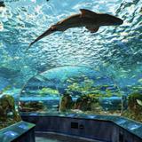 Ripley's Aquarium of Canada