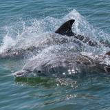 Rudee Dolphin Watching Tours