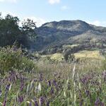 Self-Guided Audio Driving Tour