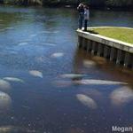 Manatee Park