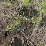 Cypress Wetlands