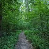 Forest Park