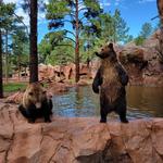 Bearizona Wildlife Park