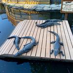 Smuggler's Cove Adventure Golf