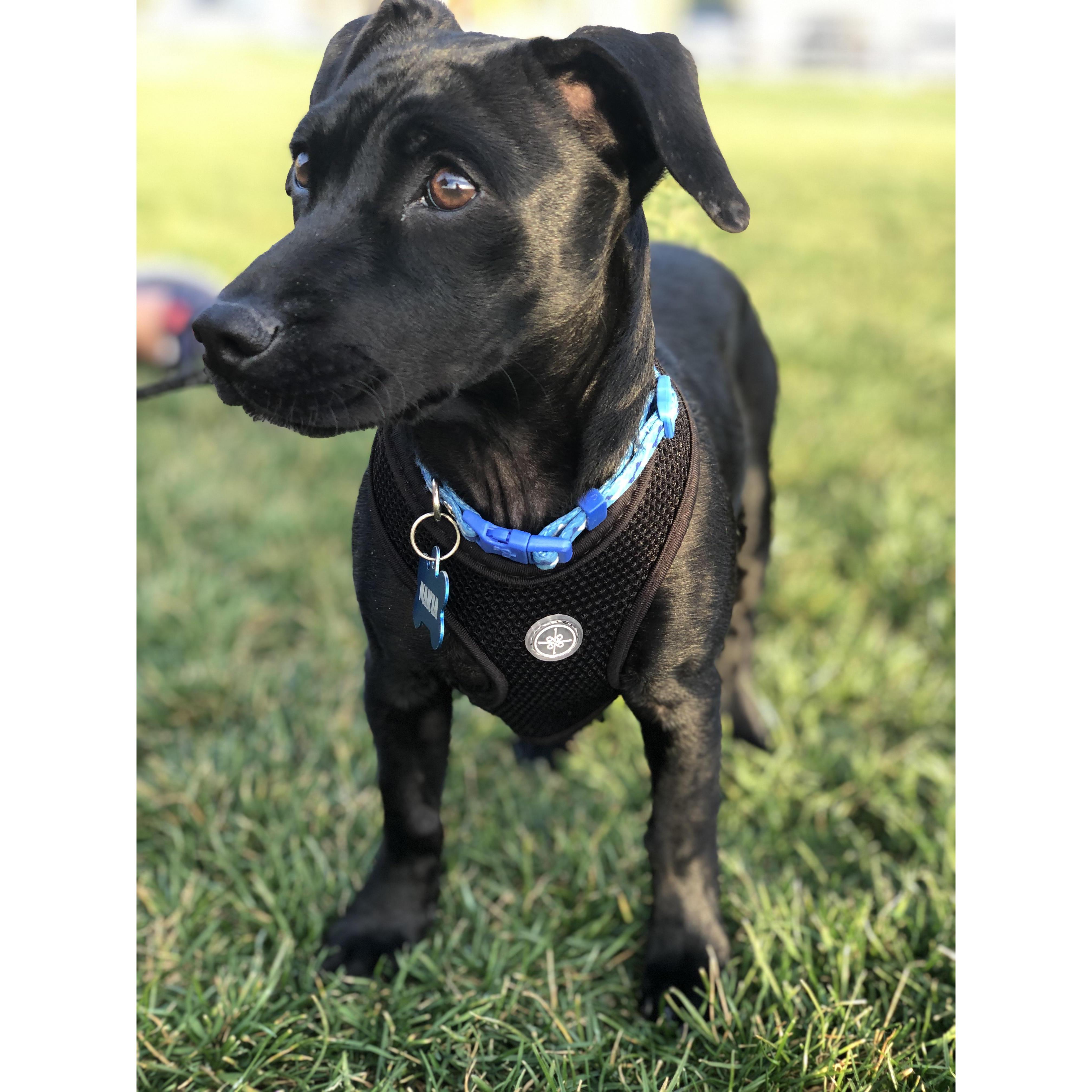 How is she a poodle mix??