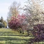 Secrest Arboretum