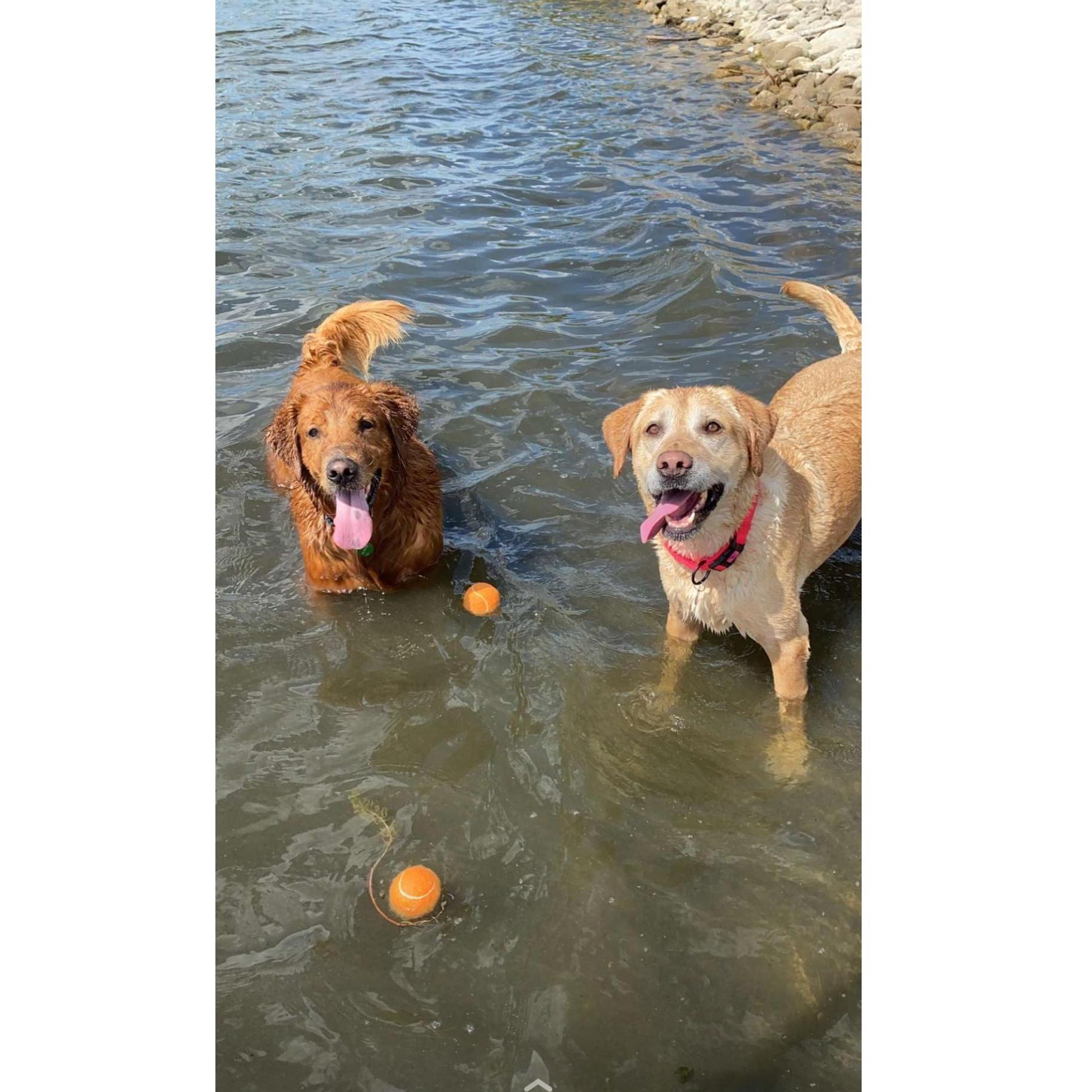 Our furry children. Walter & Oakley