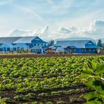 Krause Berry Farms & Estate Winery