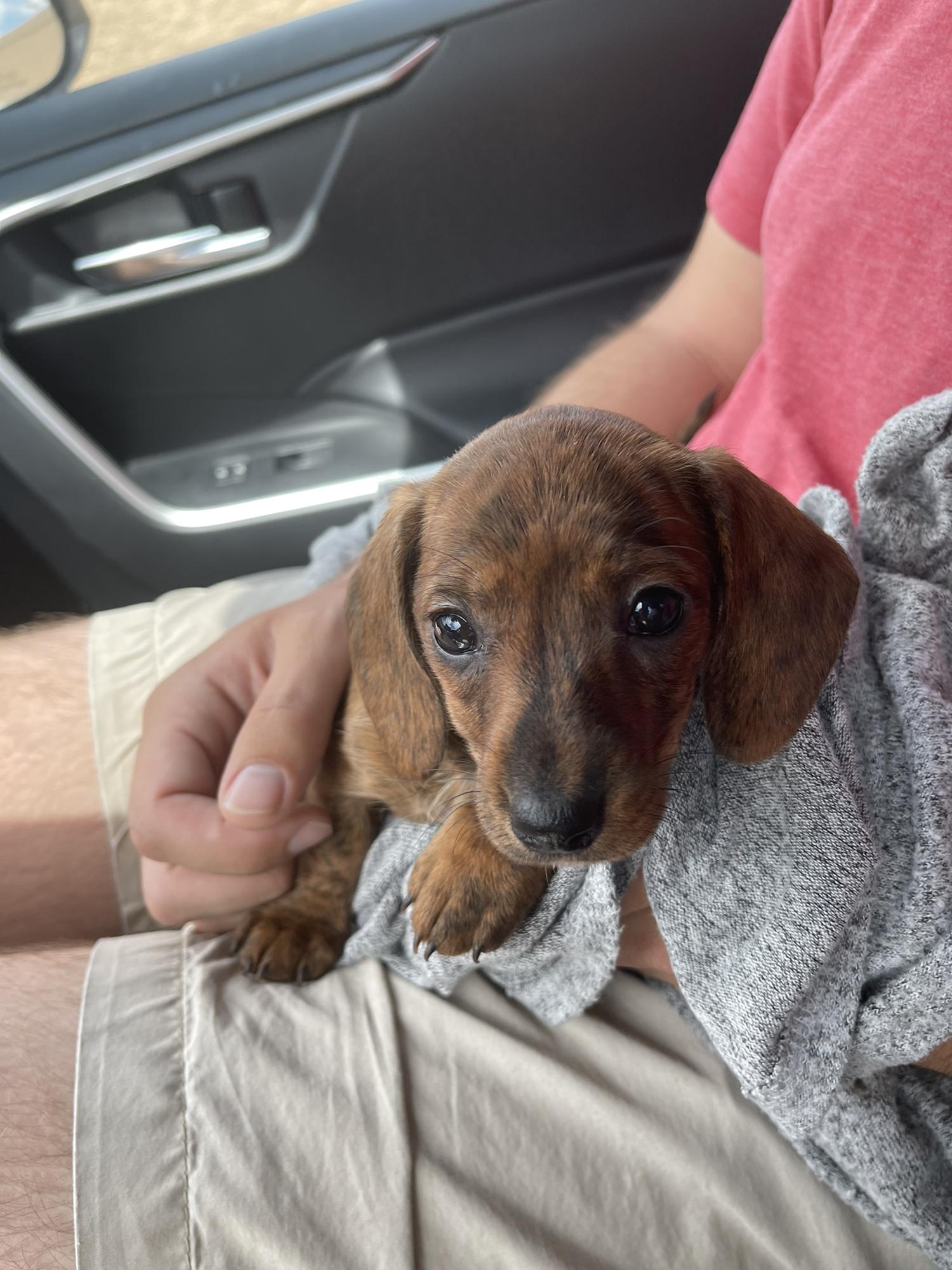 May 2022 - We brought home our new family member, Mila.