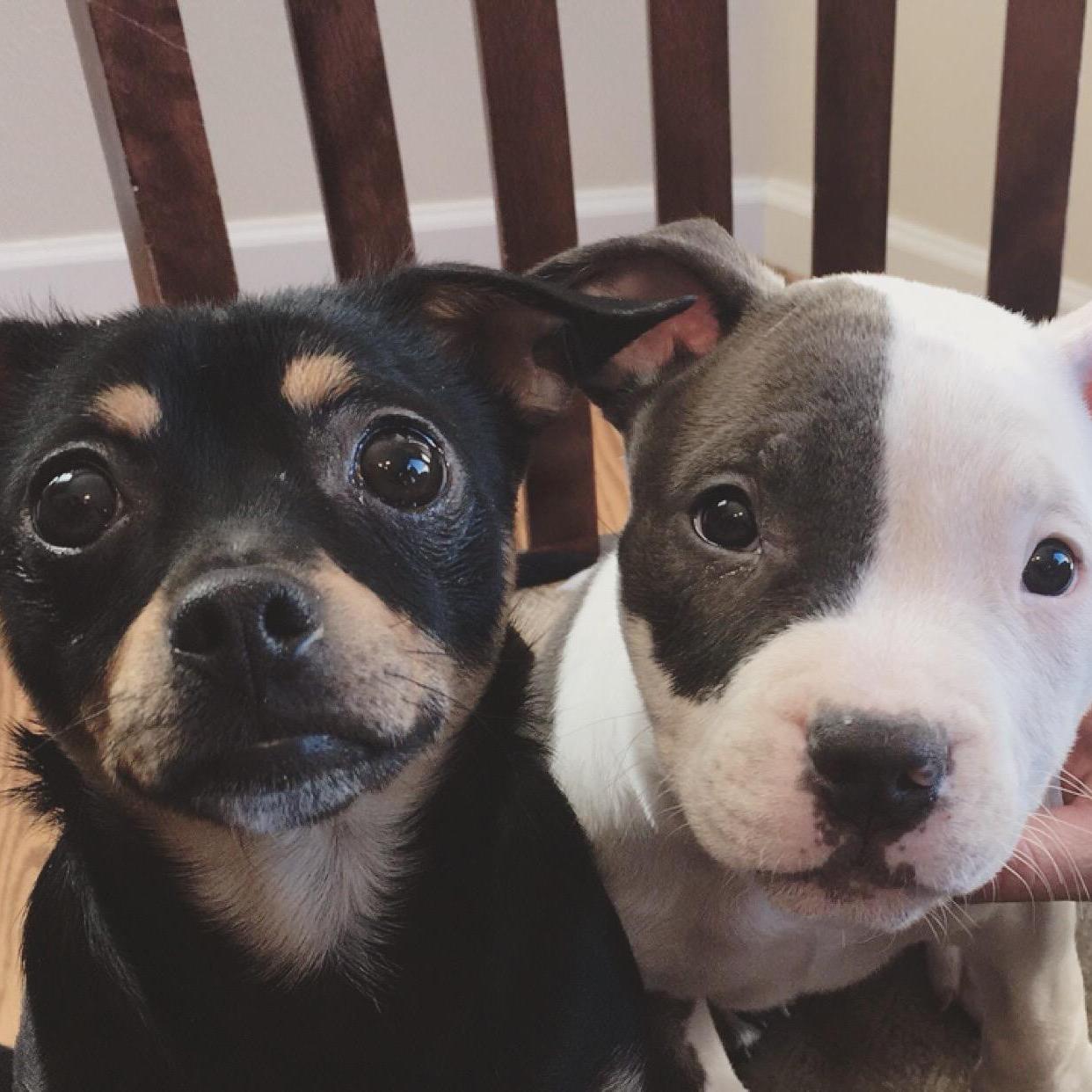 Addition number 3 to the family (Kyla) - 2015