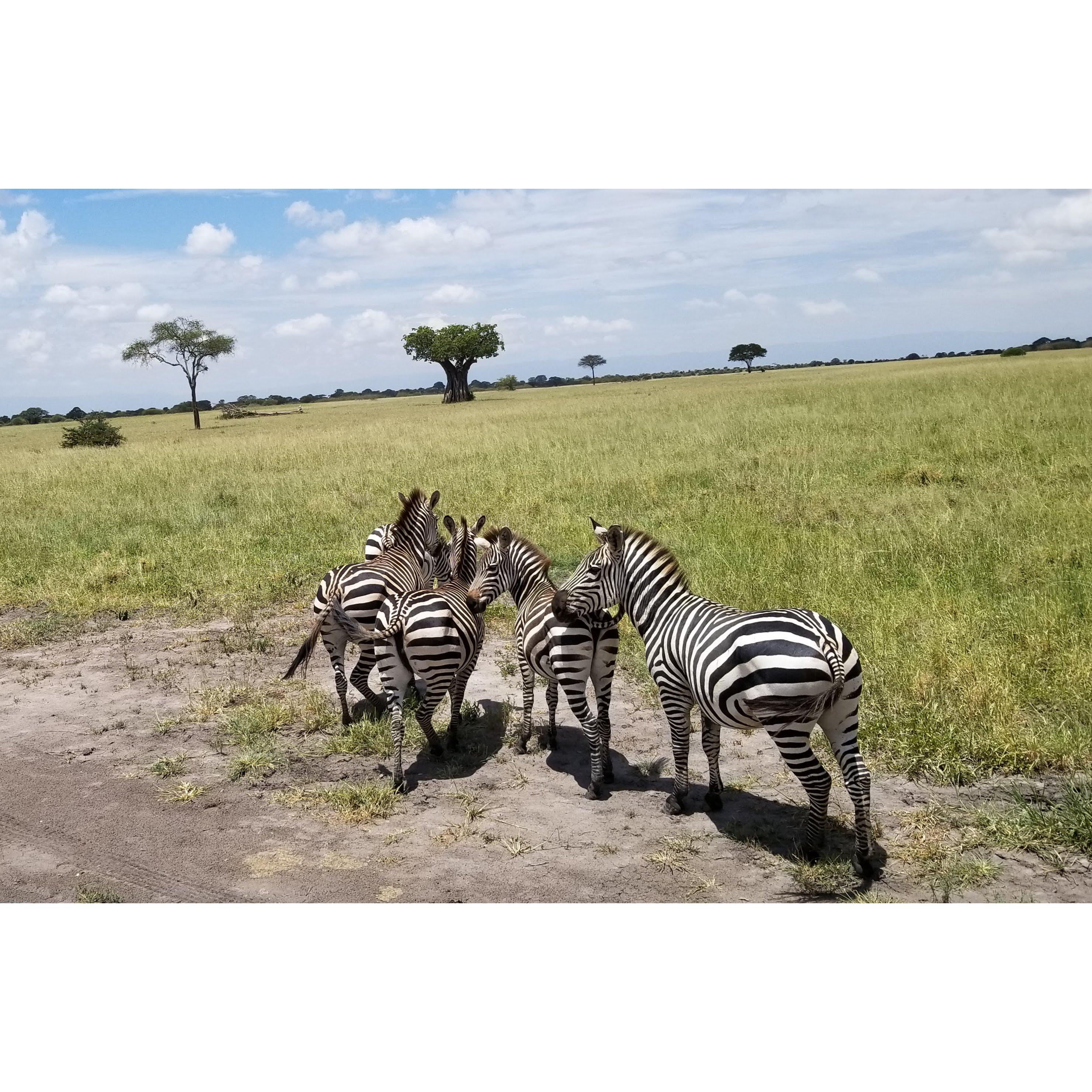 This is proof - Zebras are white with black stripes. We were only two feet away. It was beautiful!