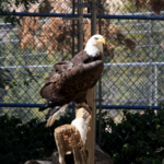 Wildhaven Ranch Wildlife Sanctuary