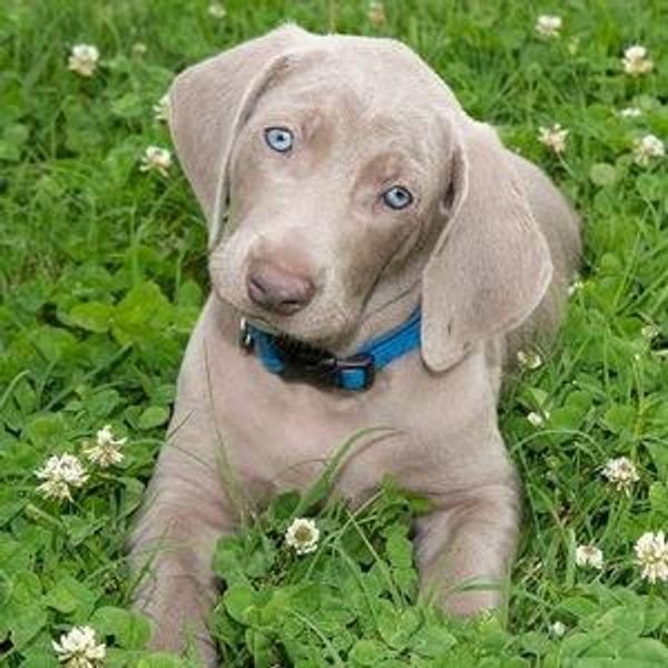 New puppy fund