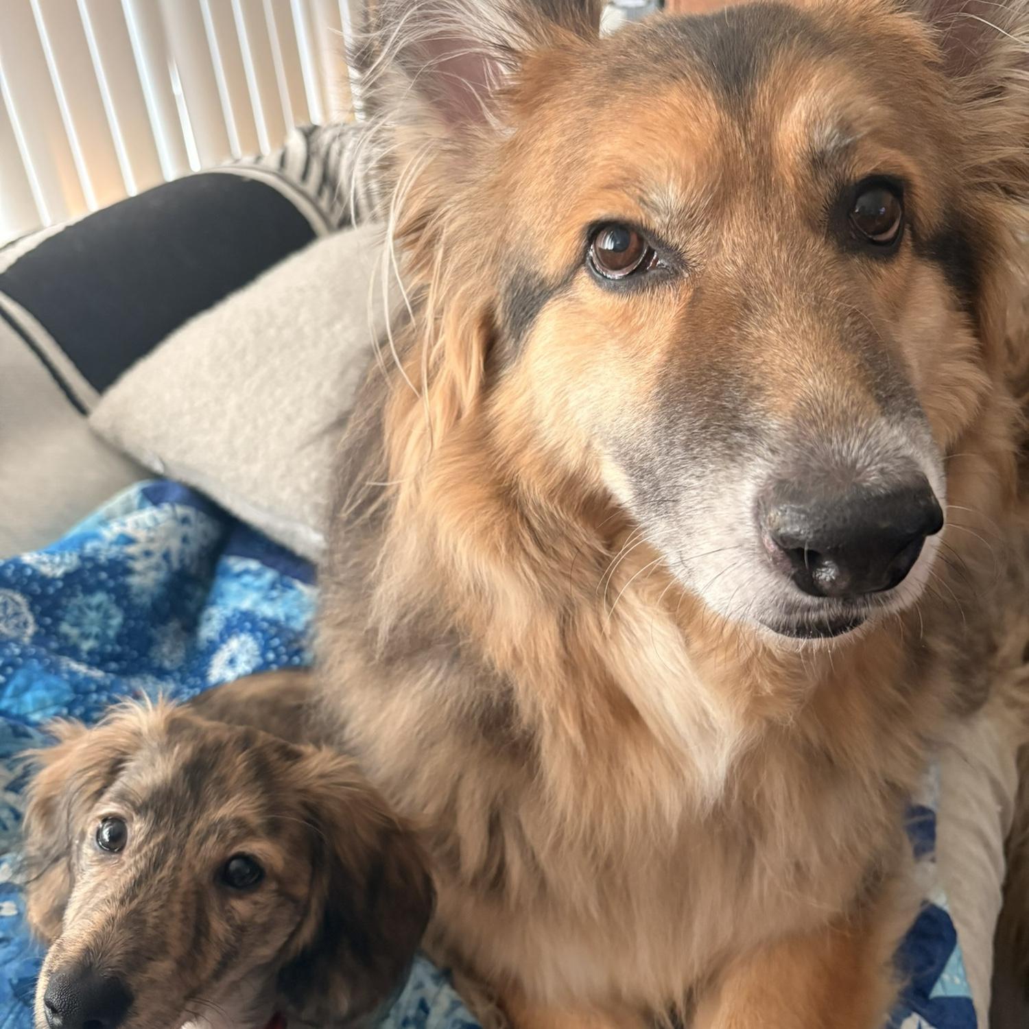 The Critters