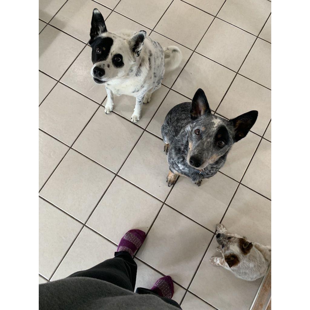 Bailey and Jax said... "What were you thinking!?!"