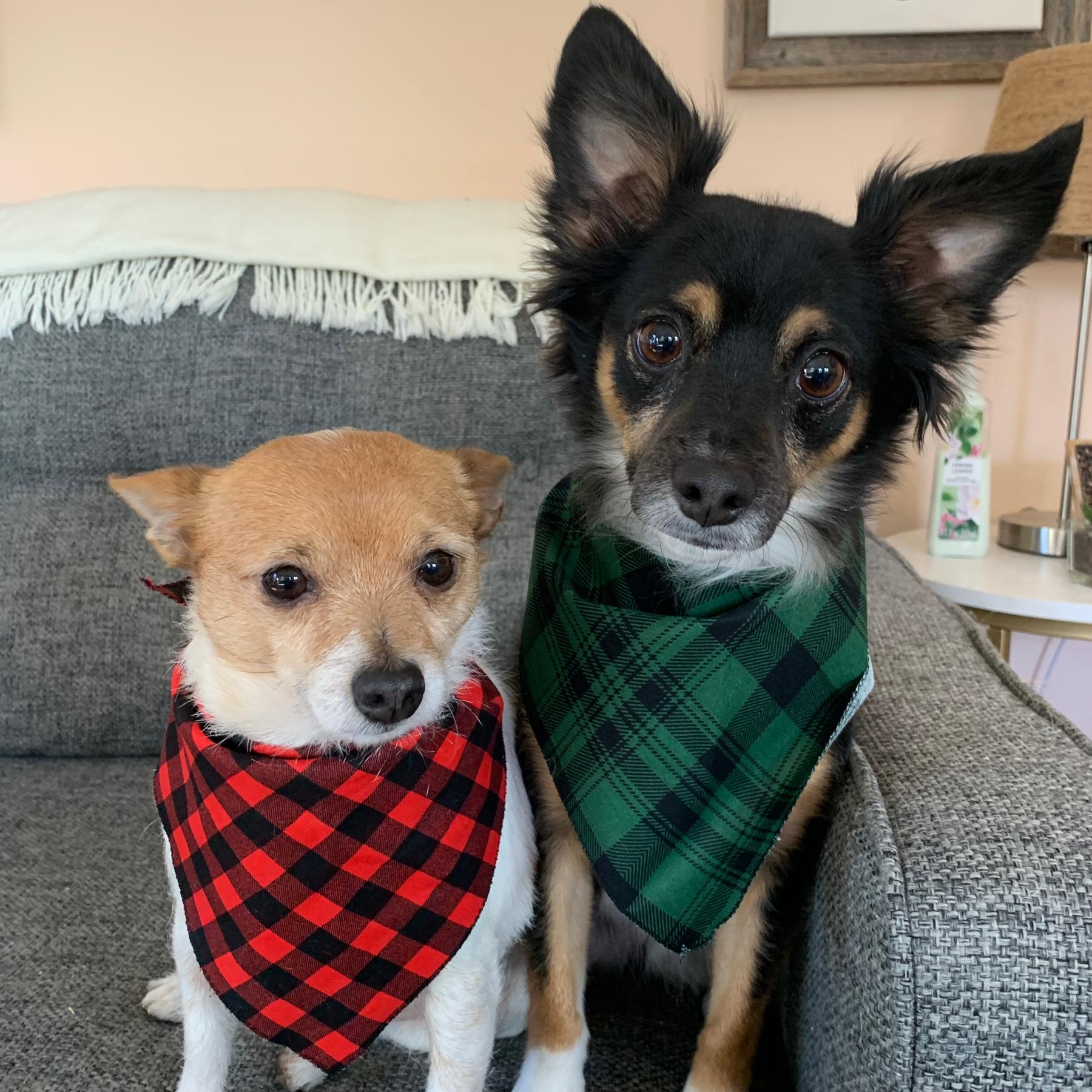 Pet Hotel For Our Honeymoon