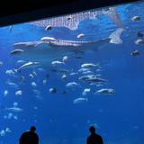 Georgia Aquarium