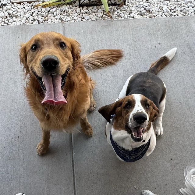 Year's Supply Of Pet Treats
