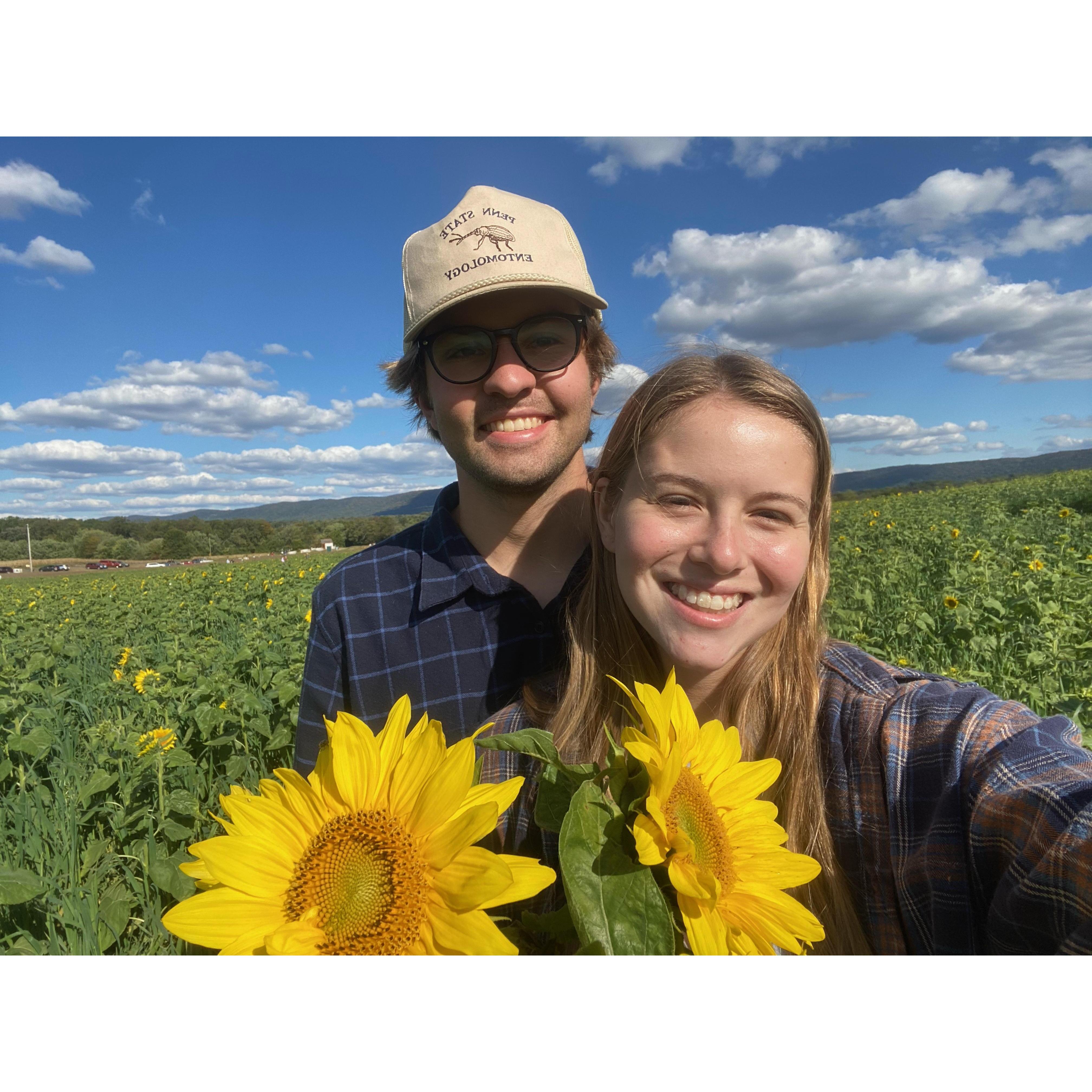 Every year, we go sunflower picking.
