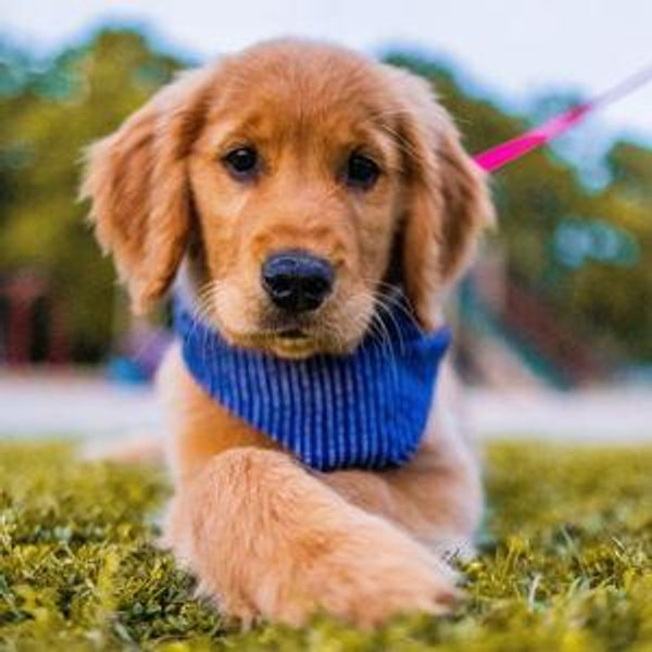 Future Dog Fund