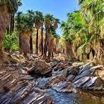 Indian Canyons Palm Springs