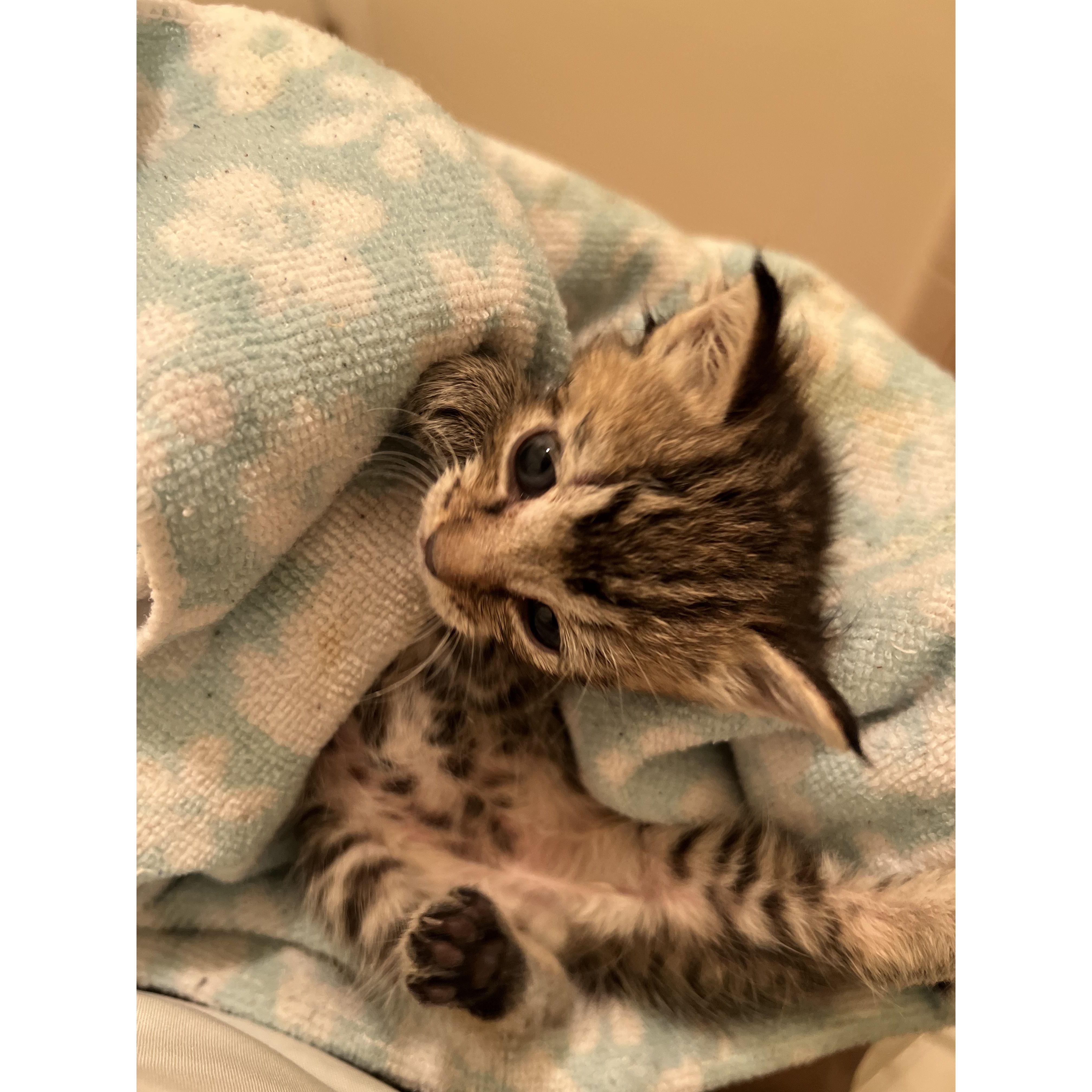 Our third and most ferocious child, Toulouse