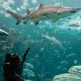 The Florida Aquarium