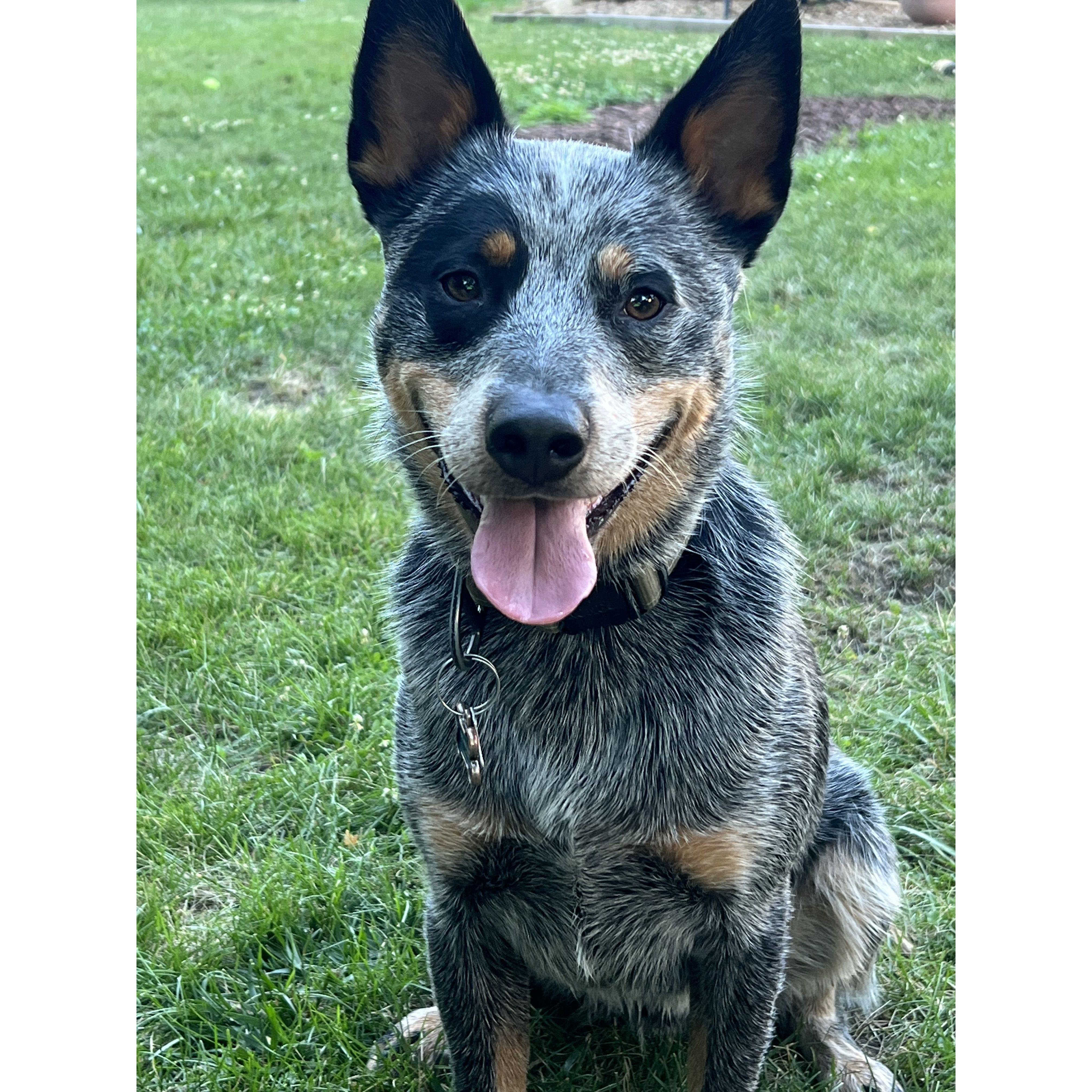 Levi - 4 years old