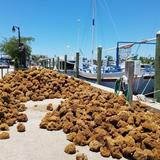 Tarpon Springs Sponge Docks