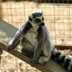 Luray Zoo - A Rescue Zoo