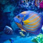 Newport Aquarium