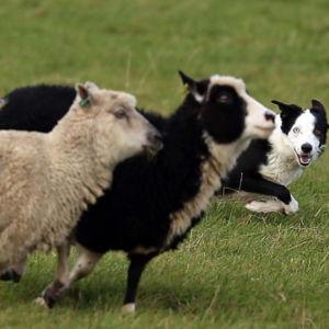 Sheep Dog Demonstration