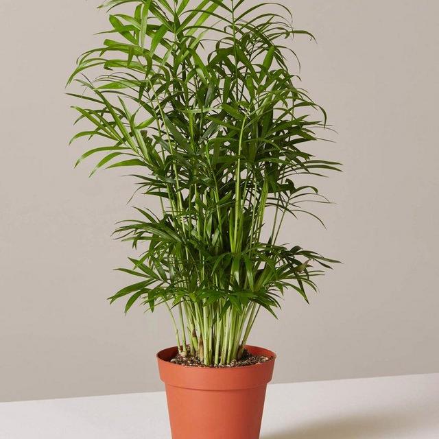 $15 Parlor Palm