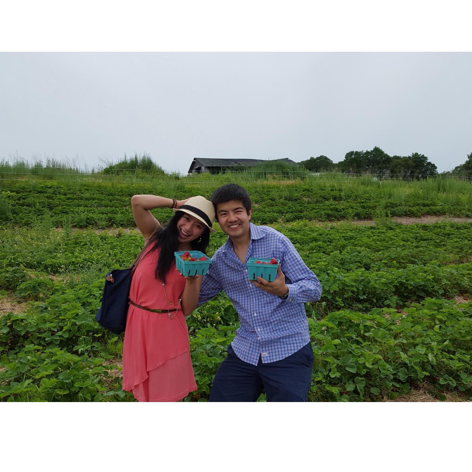 Strawberry picking!