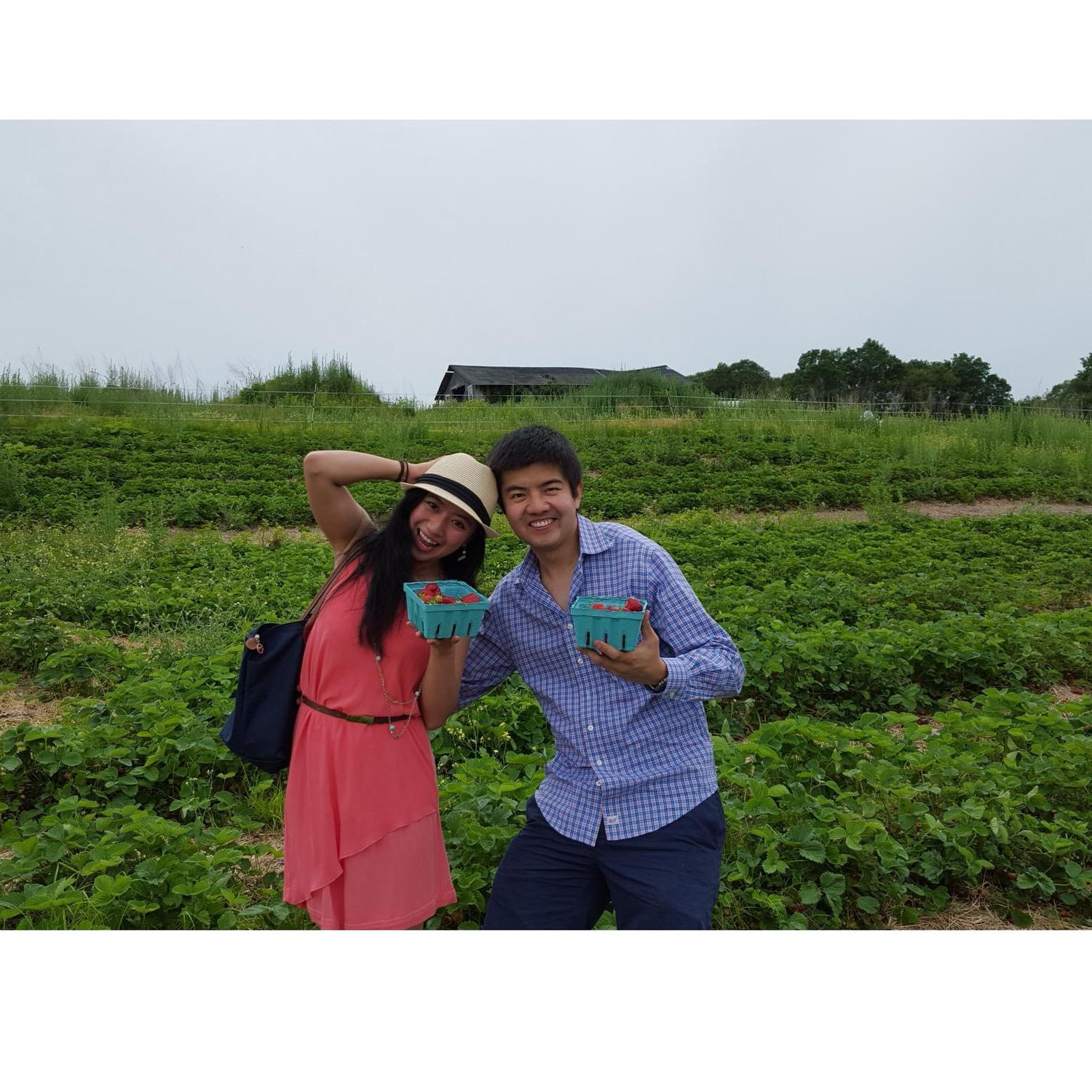 Strawberry picking!