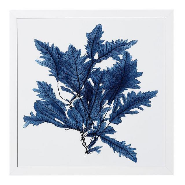 Framed Coral Print #2, Indigo, 25 x 25"