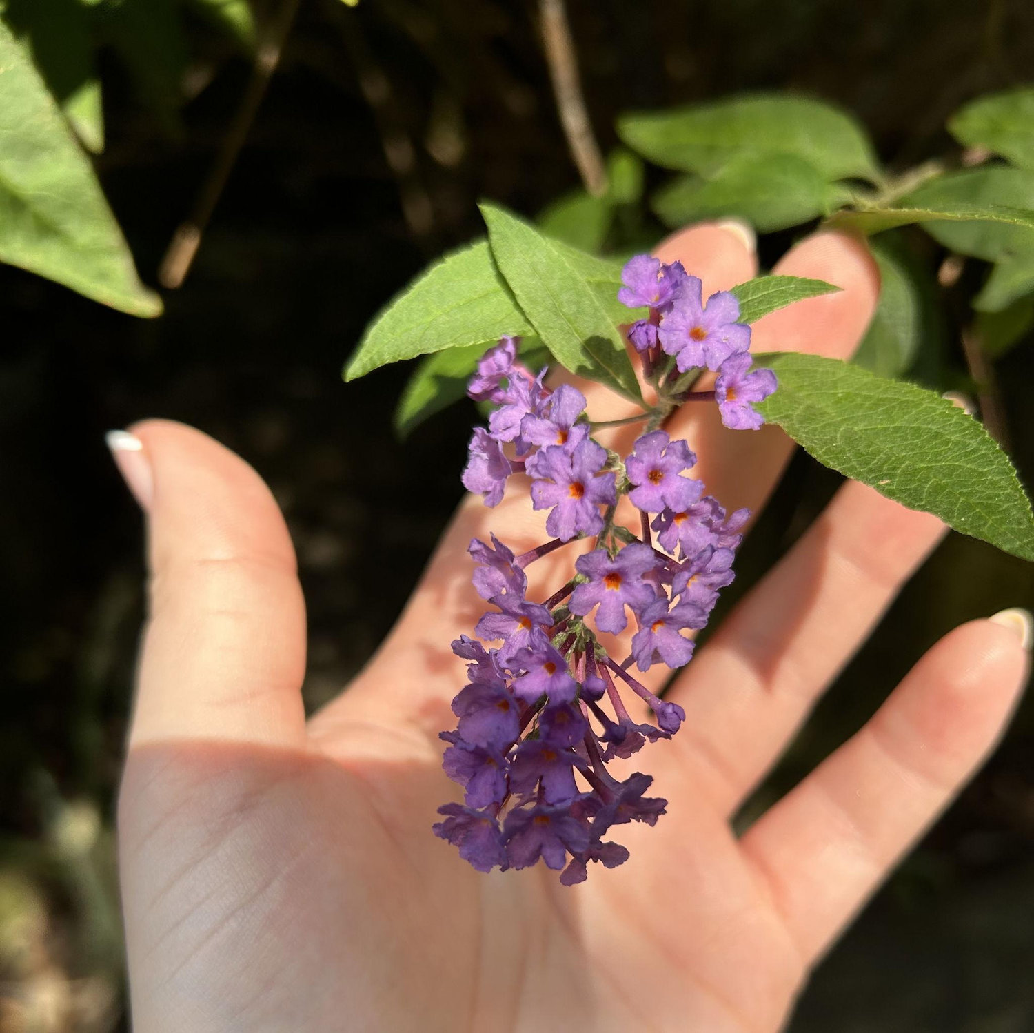 Butterfly bush at the Toronto Botanical Gardens, taken the exact moment Jaden started his proposal, 2:47pm, September 22, 2024.