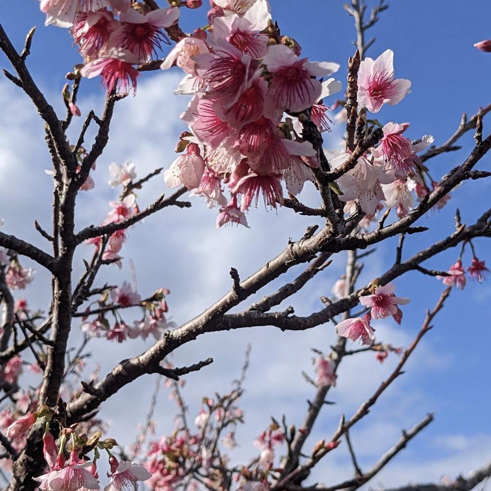 Goodbye, Okinawa-- for now!