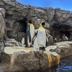 Wilder Institute/Calgary Zoo