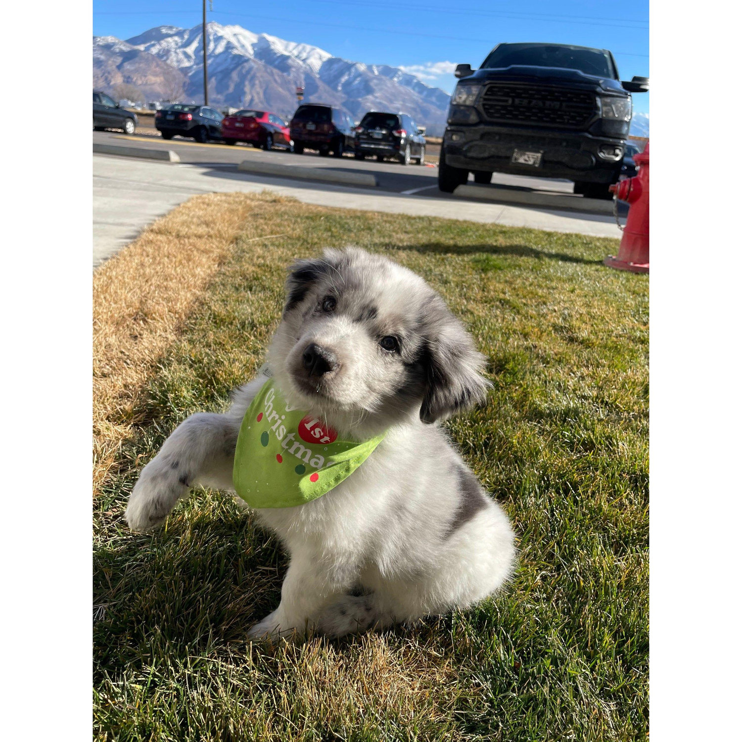 Our third fur baby - Tibble