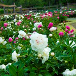 Reynolda Gardens