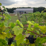 Dragonfly Vineyard and Wine Cellar