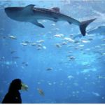 Georgia Aquarium