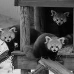 John Ball Zoo