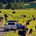 Custer State Park Wildlife Loop Road