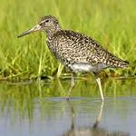 Cape May Bird Observatory - Northwood Center