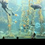 Birch Aquarium at Scripps
