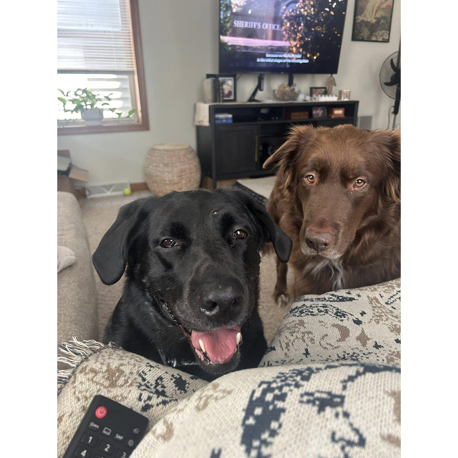 Our fur babies